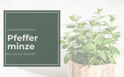 Pfefferminze: Heilwirkung, Anwendungen in der Naturheilkunde & DIY Minz-Lippenbalsam Rezept