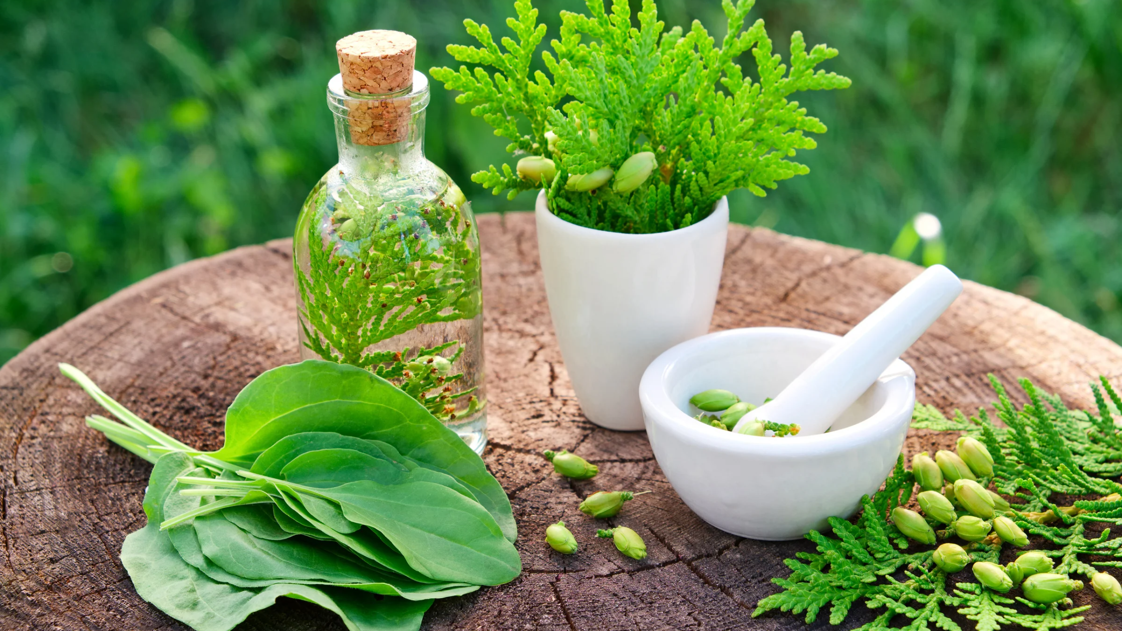 erfahre was Phytotherapie ist und wie sie dir in deinem Alltag auf natürliche Weise helfen kann